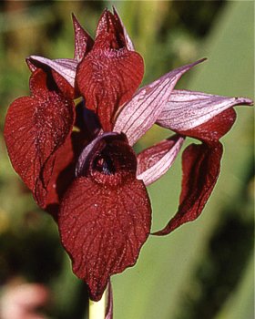 Serapide cuoriforme