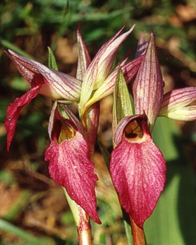 Serapide lingua