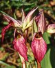 Serapias lingua