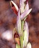 Serapias parviflora