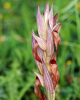 Serapide maggiore