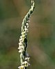 Spiranthes spiralis