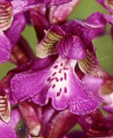 Orchis morio
