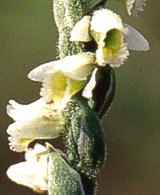 Spiranthes spiralis