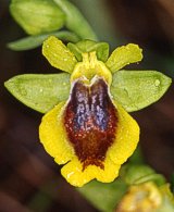 Ophrys Lutea