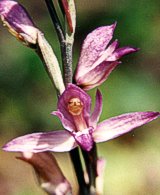 Limodorum abortivum