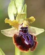 Ophrys garganica