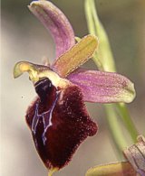 Ophrys biscutella x O. promontorii