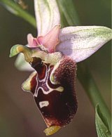 Ophrys bremifera x O. fuciflora
