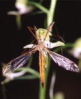 Farfalla notturna su Platanthera chlorantha