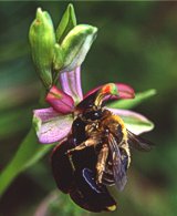 Ape su Ophrys bertolonii