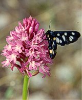 Lepidottero su Anacamptis pyramidalis