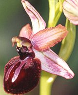 Ophrys sipontensis