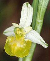 Apocromia di Ophrys fuciflora