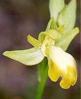 Apocromia di Ophrys iricolor