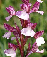Apocromia di Orchis morio x O. papilionacea