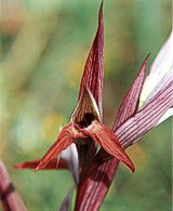 Lusus di Serapias vomeracea